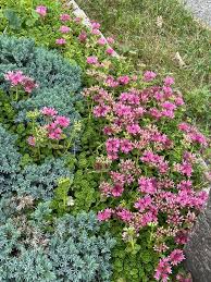 Attēlu rezultāti vaicājumam “Phedimus spurius leaf”
