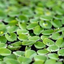 Attēlu rezultāti vaicājumam “Lemna minor”