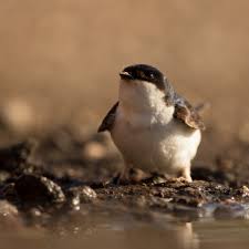 Attēlu rezultāti vaicājumam “Delichon urbicum adult”