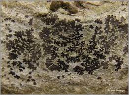 Attēlu rezultāti vaicājumam “Phaeographis dendritica”