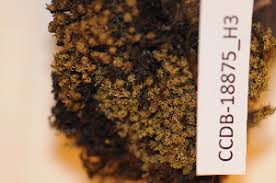 Attēlu rezultāti vaicājumam “Tortella inclinata”