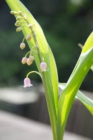 Attēlu rezultāti vaicājumam “Convallaria majalis bud”