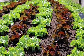 Image result for Pflücksalat