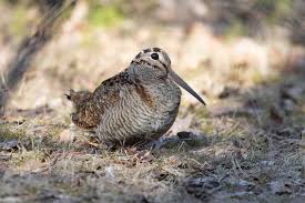 Attēlu rezultāti vaicājumam “Scolopax rusticola juvenile”