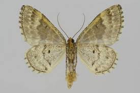 Attēlu rezultāti vaicājumam “Electrophaes corylata”