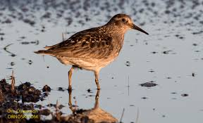 Attēlu rezultāti vaicājumam “Calidris maritima adult”