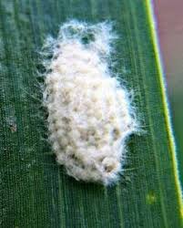 Attēlu rezultāti vaicājumam “Trichoptera egg mass”