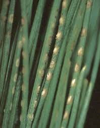 Attēlu rezultāti vaicājumam “Diprion pini female”