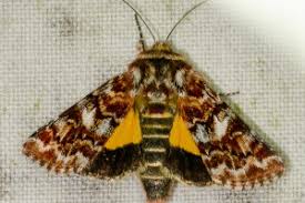 Attēlu rezultāti vaicājumam “Anarta myrtilli”