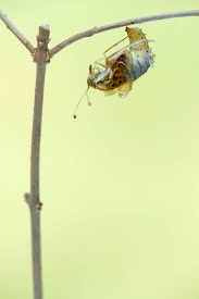 Attēlu rezultāti vaicājumam “Issoria lathonia underside”