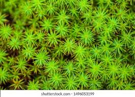 Attēlu rezultāti vaicājumam “Sphagnum palustre”