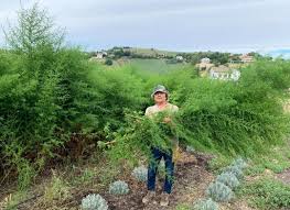 Image result for Artemisia annua