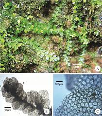Attēlu rezultāti vaicājumam “Jungermannia hyalina”