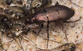 Attēlu rezultāti vaicājumam “Poecilus versicolor”