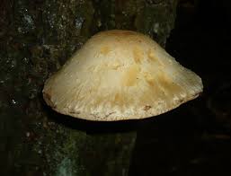 Attēlu rezultāti vaicājumam “Pholiota heteroclita”