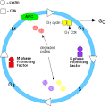 The Cell Cycle