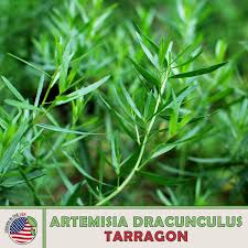 Image result for Artemisia dracunculus