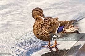 Attēlu rezultāti vaicājumam “Anas platyrhynchos female”