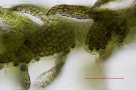 Attēlu rezultāti vaicājumam “Cephaloziella hampeana”