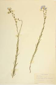 Attēlu rezultāti vaicājumam “Linaceae”