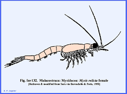 Attēlu rezultāti vaicājumam “Crustacea”