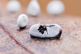 Attēlu rezultāti vaicājumam “Craterium leucocephalum stalked”