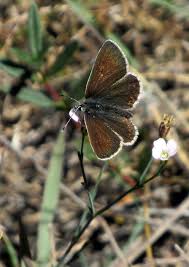 Attēlu rezultāti vaicājumam “Aricia artaxerxes”