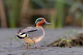 Attēlu rezultāti vaicājumam “Anas crecca male”