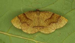 Attēlu rezultāti vaicājumam “Plagodis pulveraria”