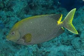 Image result for Siganus rivulatus