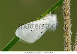 Attēlu rezultāti vaicājumam “Diaphora mendica”