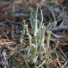 Attēlu rezultāti vaicājumam “Cladonia deformis”