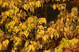 Attēlu rezultāti vaicājumam “Catalpa ovata leaf”