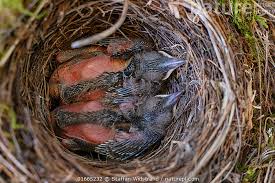 Attēlu rezultāti vaicājumam “Turdus merula nest”