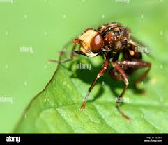 Attēlu rezultāti vaicājumam “Conopidae”