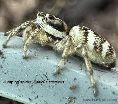 Attēlu rezultāti vaicājumam “Salticidae”