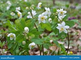 Attēlu rezultāti vaicājumam “Isopyrum thalictroides”