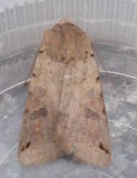 Attēlu rezultāti vaicājumam “Agrochola litura”