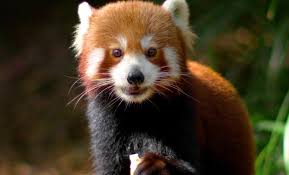 Image result for pandas