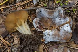 Attēlu rezultāti vaicājumam “Helvella acetabulum”