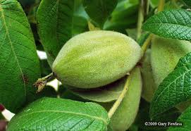 Attēlu rezultāti vaicājumam “Juglans x sinensis”