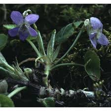 Attēlu rezultāti vaicājumam “Viola collina flower”