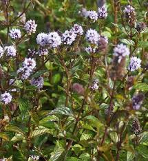Attēlu rezultāti vaicājumam “Mentha x piperita”