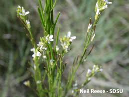 Attēlu rezultāti vaicājumam “Arabis glabra”