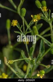 Attēlu rezultāti vaicājumam “Ranunculus sceleratus fruit”