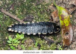 Attēlu rezultāti vaicājumam “Lampyridae”