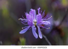Attēlu rezultāti vaicājumam “Rhododendron canadense flower”
