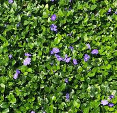 Attēlu rezultāti vaicājumam “Vinca minor leaf”