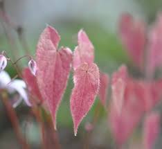 Attēlu rezultāti vaicājumam “Epimedium alpinum  flower”