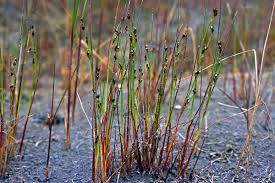 Attēlu rezultāti vaicājumam “Juncus alpinoarticulatus”
